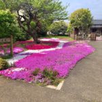 《郭沫若記念館の芝桜》市川市で美しい芝桜の絨毯を見ることができます!