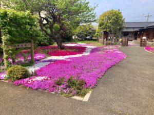 郭沫若記念館の芝桜