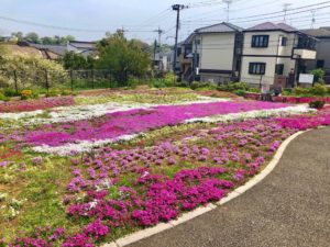 郭沫若記念館の庭の芝桜
