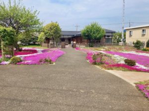 郭沫若記念館の芝桜全体
