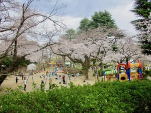 遊具広場と桜