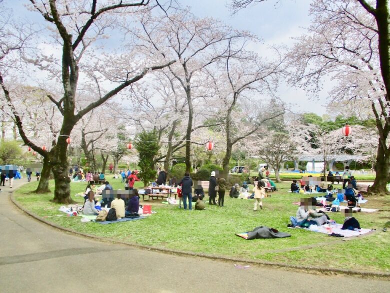 《里見公園の桜》市川で最も有名な桜スポットでのお花見は最高です！