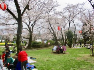 里見公園芝生広場の桜