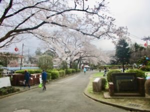 里見公園入口左手の桜