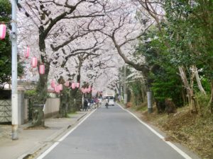 里見公園までの桜並木の桜