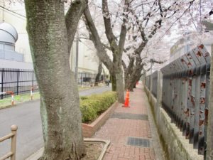 幹の太い桜大樹が並ぶ