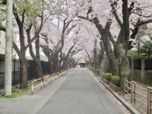 千葉商科大学と国府台公園の間の道