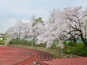 競技場脇の桜