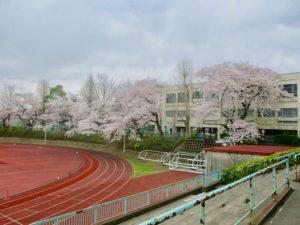 競技場脇の桜