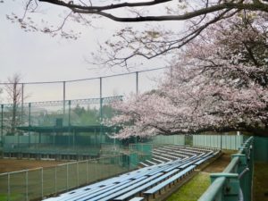 野球場の観覧席の桜