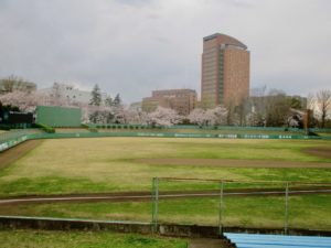 市川市スポーツセンター野球場の桜