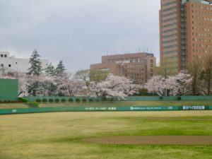 野球場の桜