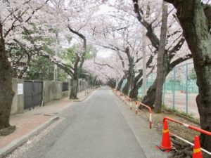 国府台公園と千葉商科大学の間の桜