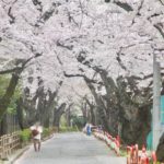 《市川市スポーツセンター(国府台公園)の桜》凛々しい大樹の桜!