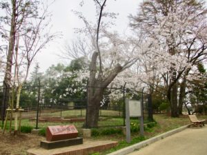 須和田遺跡と桜