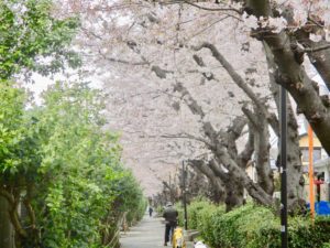 桜土手公園の桜
