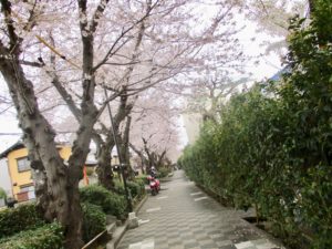 桜土手公園の桜