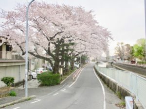 文学の道（真間川沿い）の桜