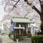 《桜土手公園(文学の道)の桜》美しい桜並木での散歩が最高なお花見スポット!