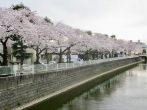 真間川対岸からの桜並木