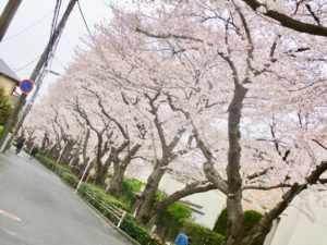 車道からの桜土手公園の桜