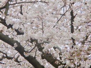 桜土手公園の桜のアップの写真