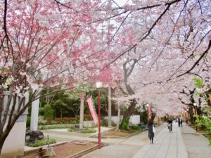 中山法華経寺の桜の参道