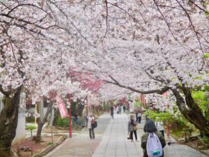中山法華経寺の桜のトンネルのような参道