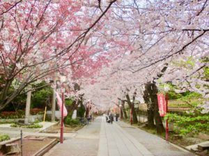 参道の桜のトンネル