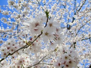 中山法華経寺の桜のアップ