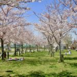 《広尾防災公園の桜》のどかな公園の桜！家族連れに人気のお花見スポット！