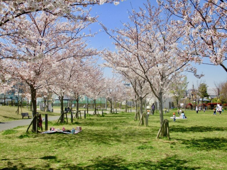 《広尾防災公園の桜》のどかな公園の桜！家族連れに人気のお花見スポット！