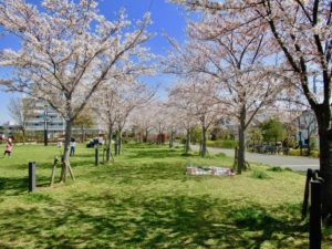 いこいの広場の桜