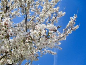 広尾防災公園の桜のアップ