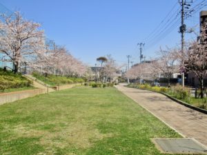 広尾防災公園の桜》のどかな公園の桜！家族連れに人気のお花見スポット！