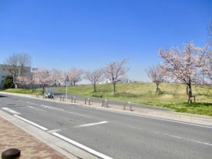 休憩広場の桜