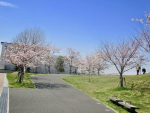 休憩広場の桜