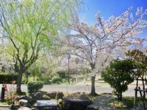 緑と桜のコントラストが美しい写真