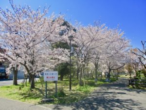 大洲防災公園入り口付近の桜