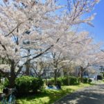 《大洲防災公園の桜》誰もが楽しめる市川市人気のお花見スポット!