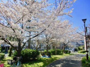 大洲防災公園の産業道路側の桜
