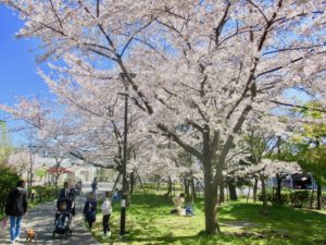大洲防災公園の入り口付近の桜