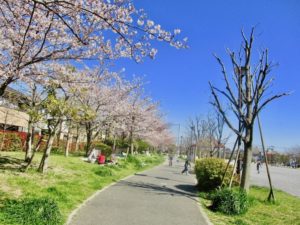 大洲防災公園の北西側の桜