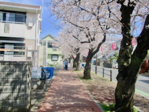 桜並木通り入り口付近の桜
