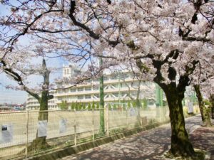 曽谷小学校と桜