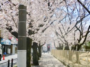 曽谷小学校前の桜のトンネル