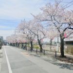 第39回桜まつり2019@曽谷小学校前桜並木通りが3/31（日）に開催！