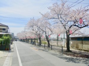 曽谷小学校前の桜並木