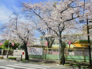 曽谷保育園と桜