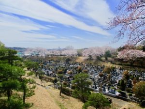 市川霊園の高台の桜